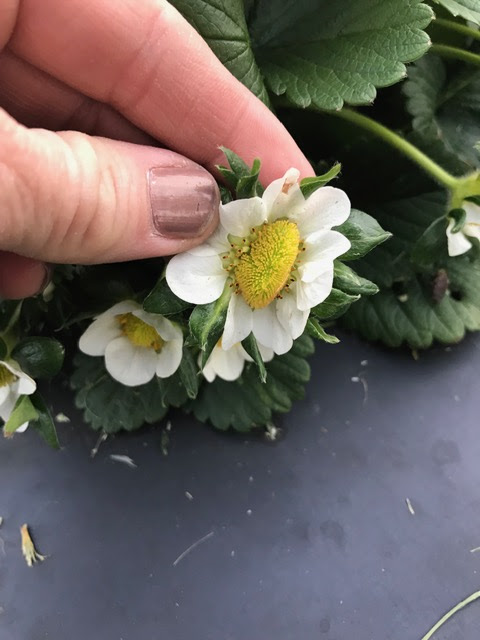 Shown above is a plant with strawberry flowers in bloom. It takes approximately 30 days for the flower to become a berry. This, of course, depends on the weather. The best temperature is 70 to 80 degrees, with the night temperature ranging between 6…