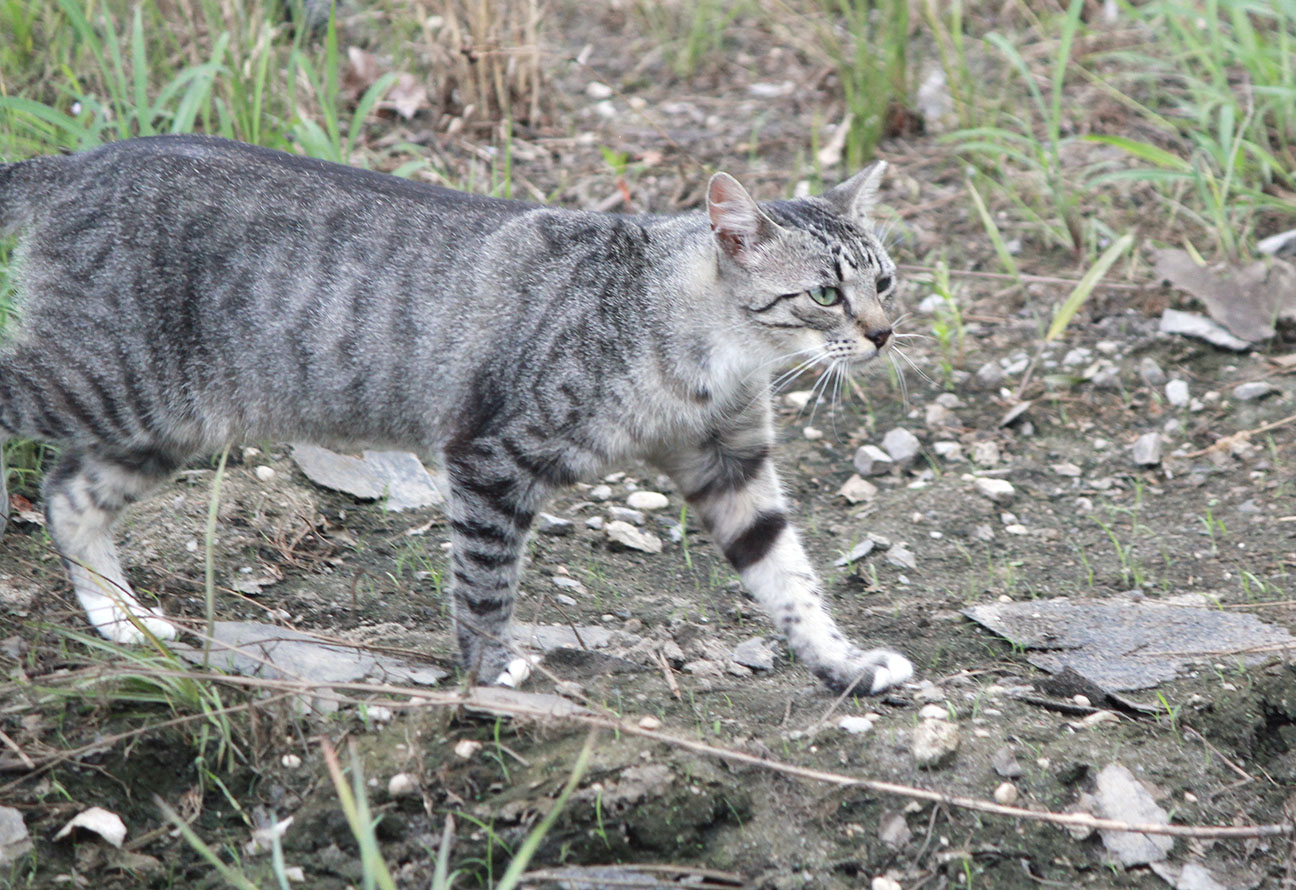 Cat rescue12.jpg
