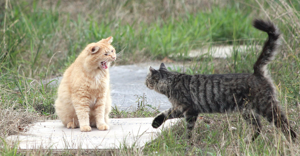 Cat rescue13.jpg