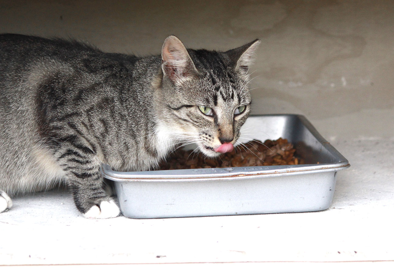 Cat rescue15.jpg