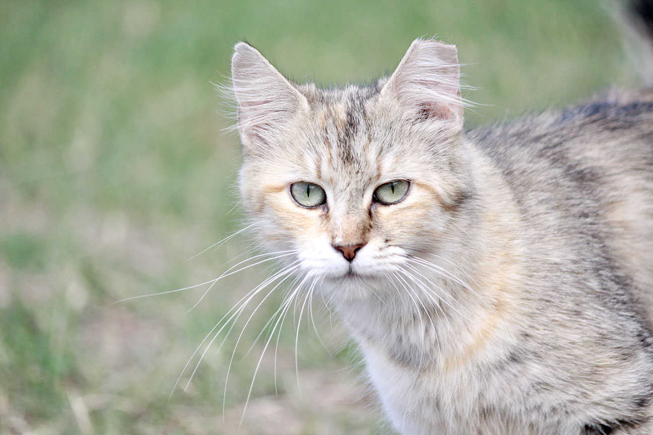 Cat rescue18.jpg