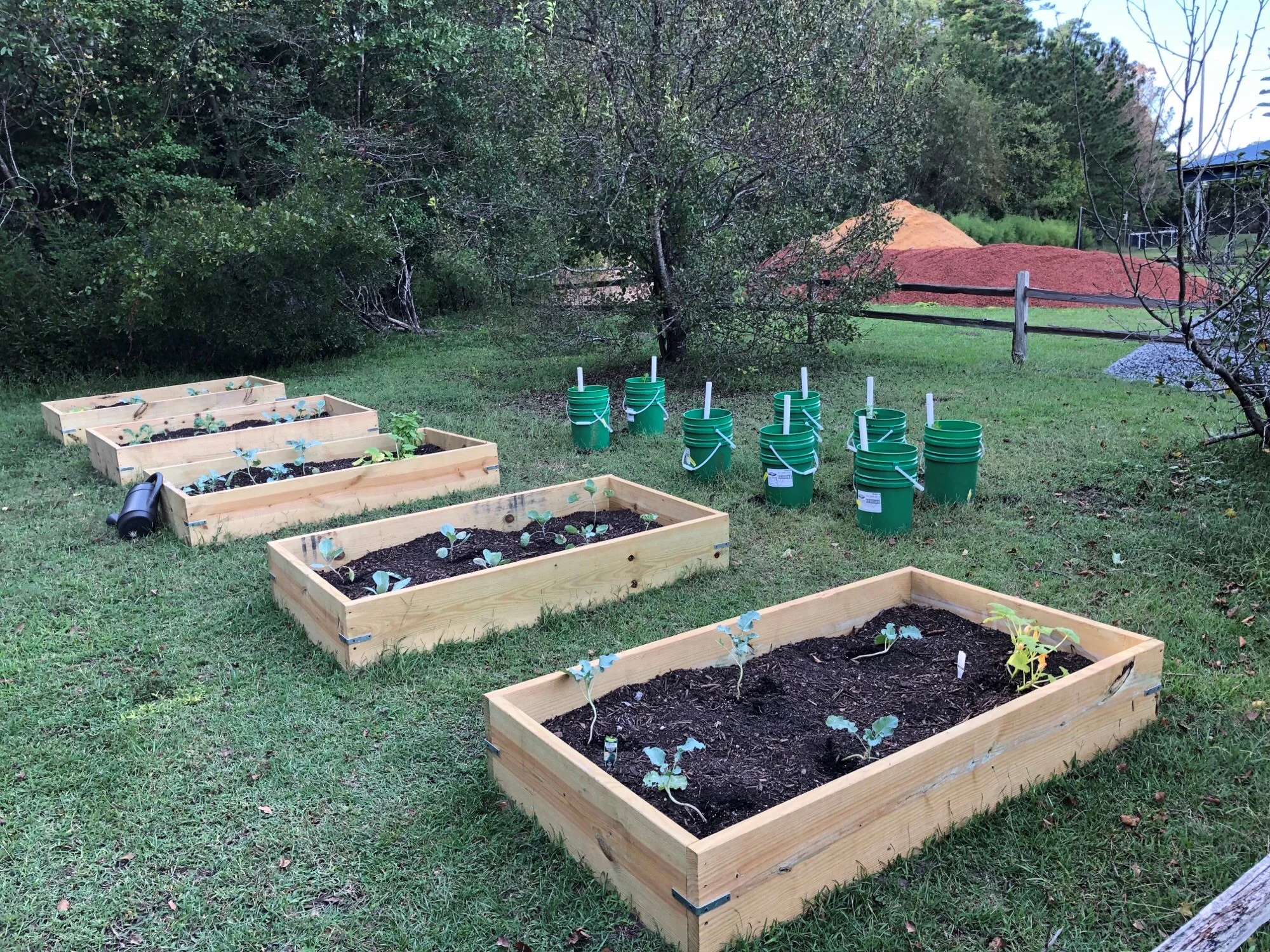 The APA garden uses raised beds and buckets to cultivate a range of cool weather vegetables.