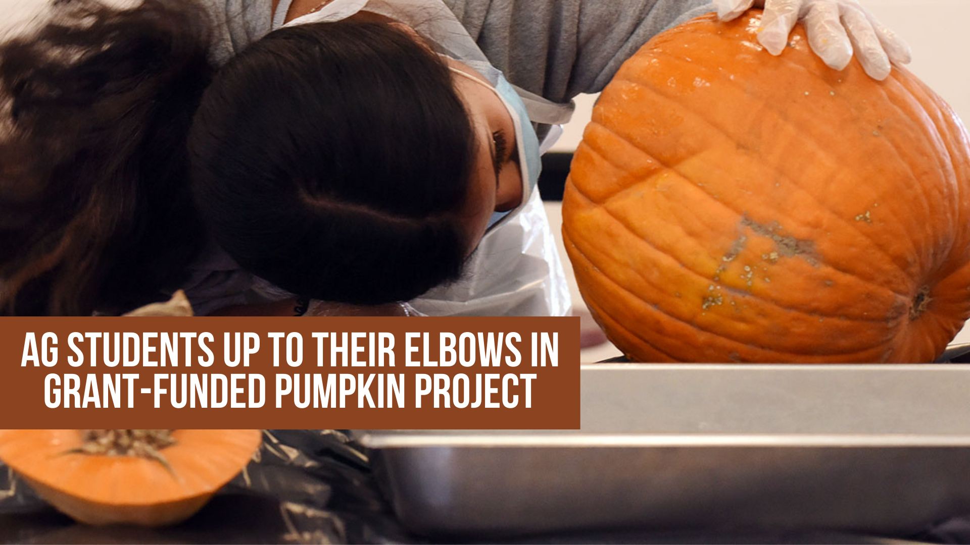 Ag students up to their elbows In grant-funded pumpkin project