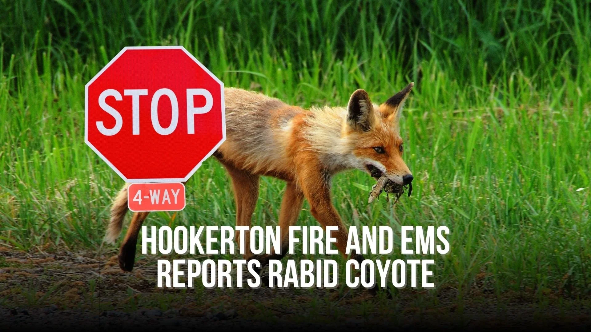 Hookerton Fire and EMS reports rabid coyote
