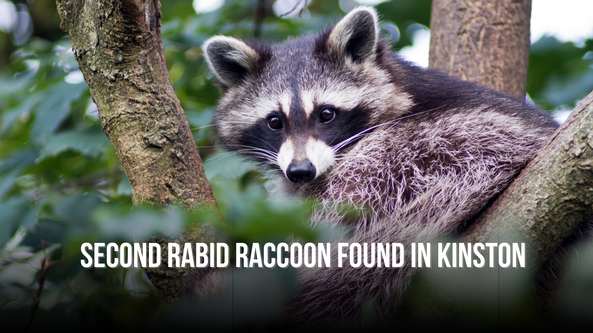 Second rabid raccoon found in Kinston