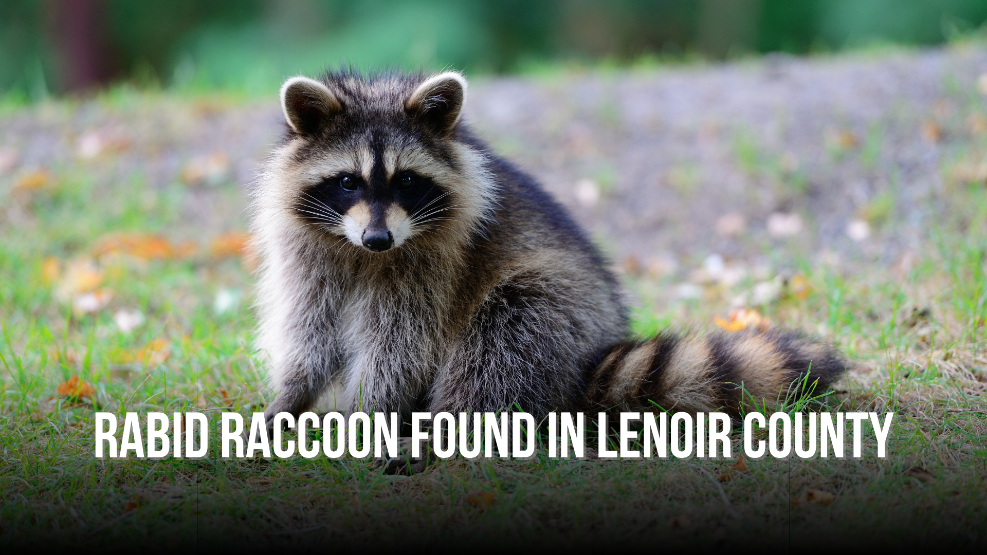 Rabid raccoon found in Lenoir County
