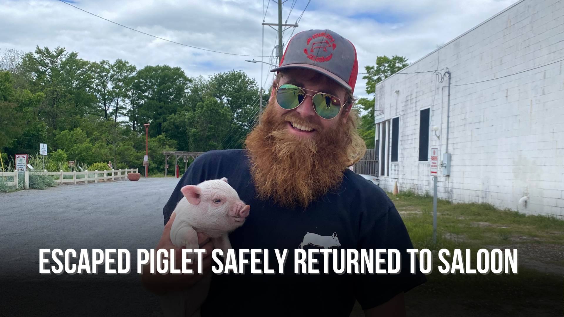 Escaped piglet safely returned to saloon