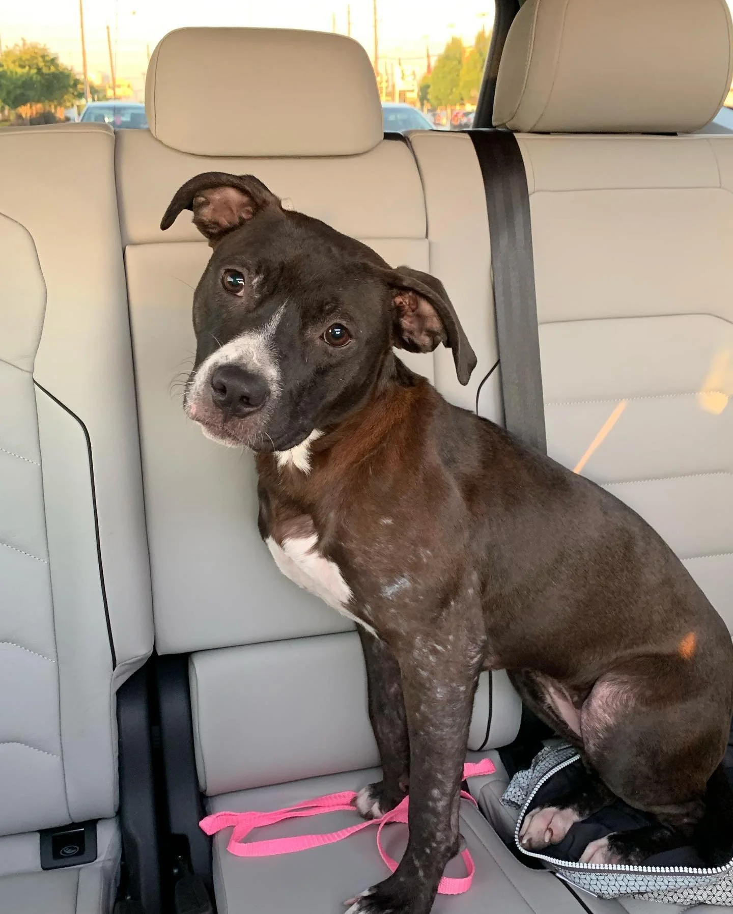 First Day of Adoption