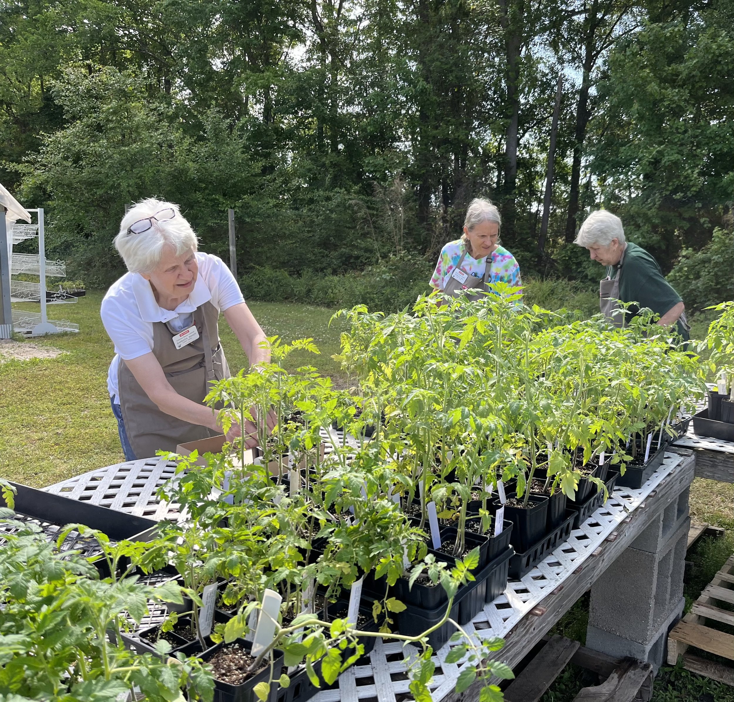 Lenoir County Master Gardeners Barbara Baker, Rebecca Hill, and Sally Durst (left to right) were getting the tomato varieties organized for the sale. We offered 17 different types.
