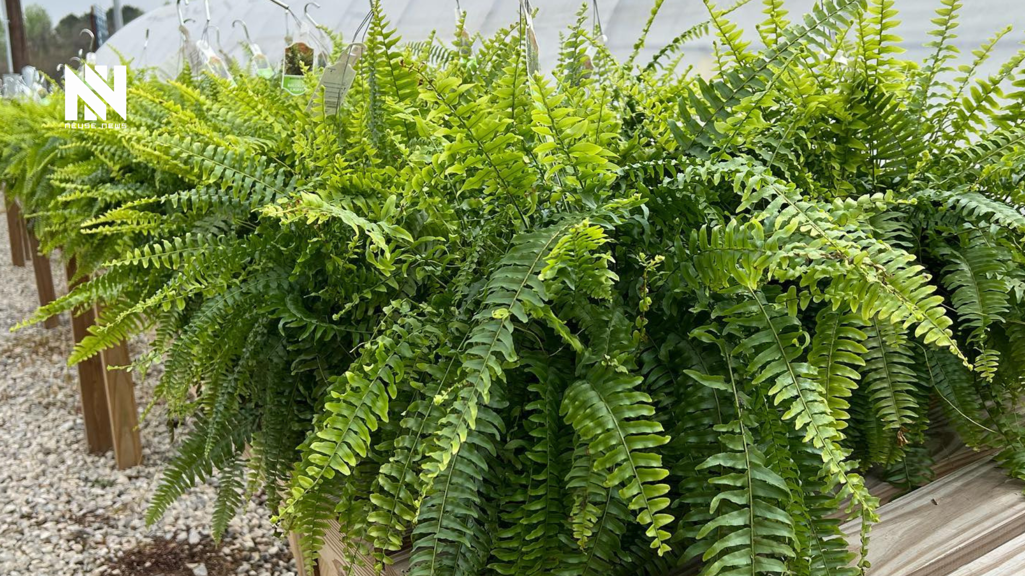 South Lenoir FFA to host student-grown plant sale April 18