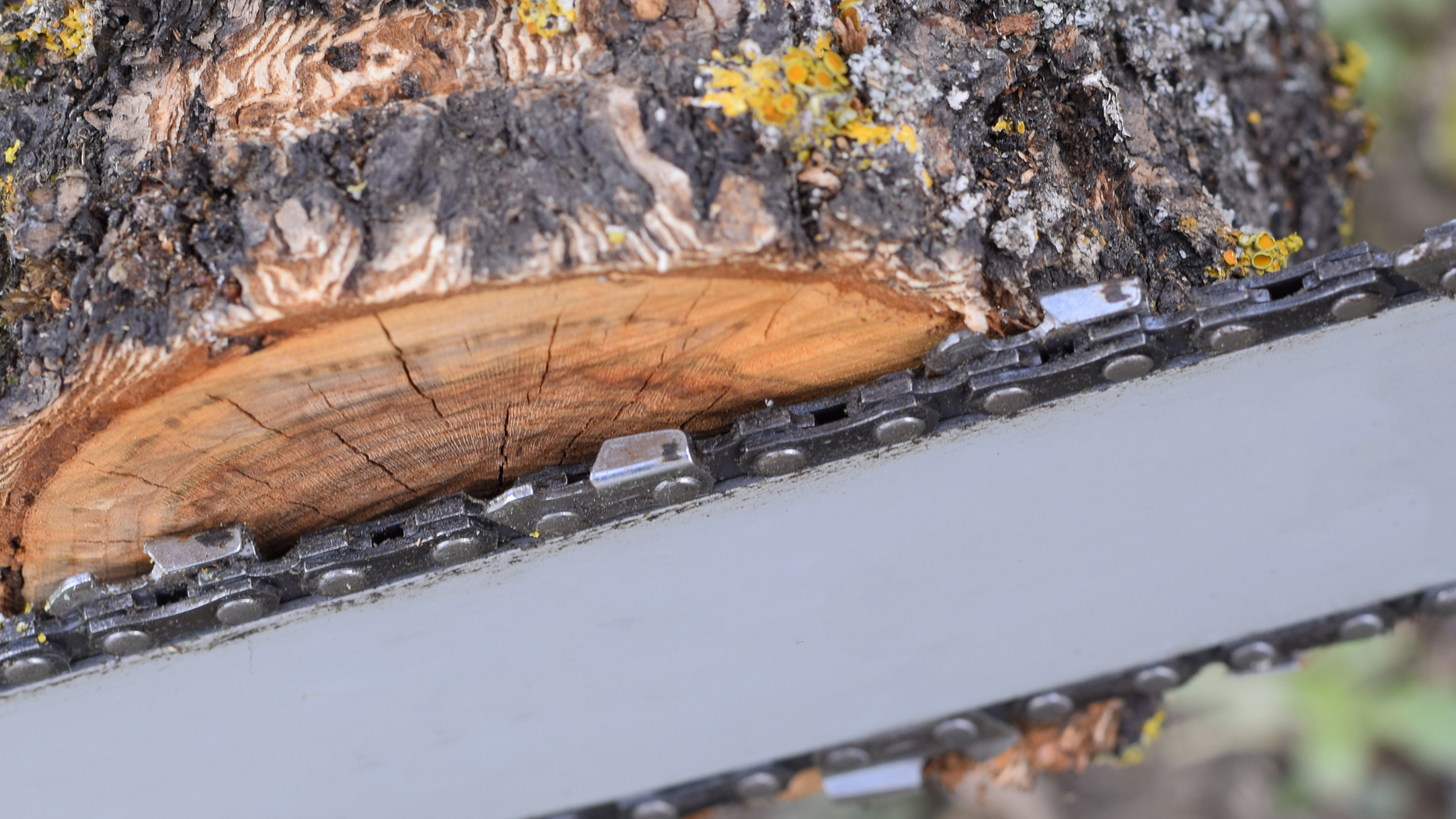 Kinston council to consider contract for electric tree trimming and right-of-way work