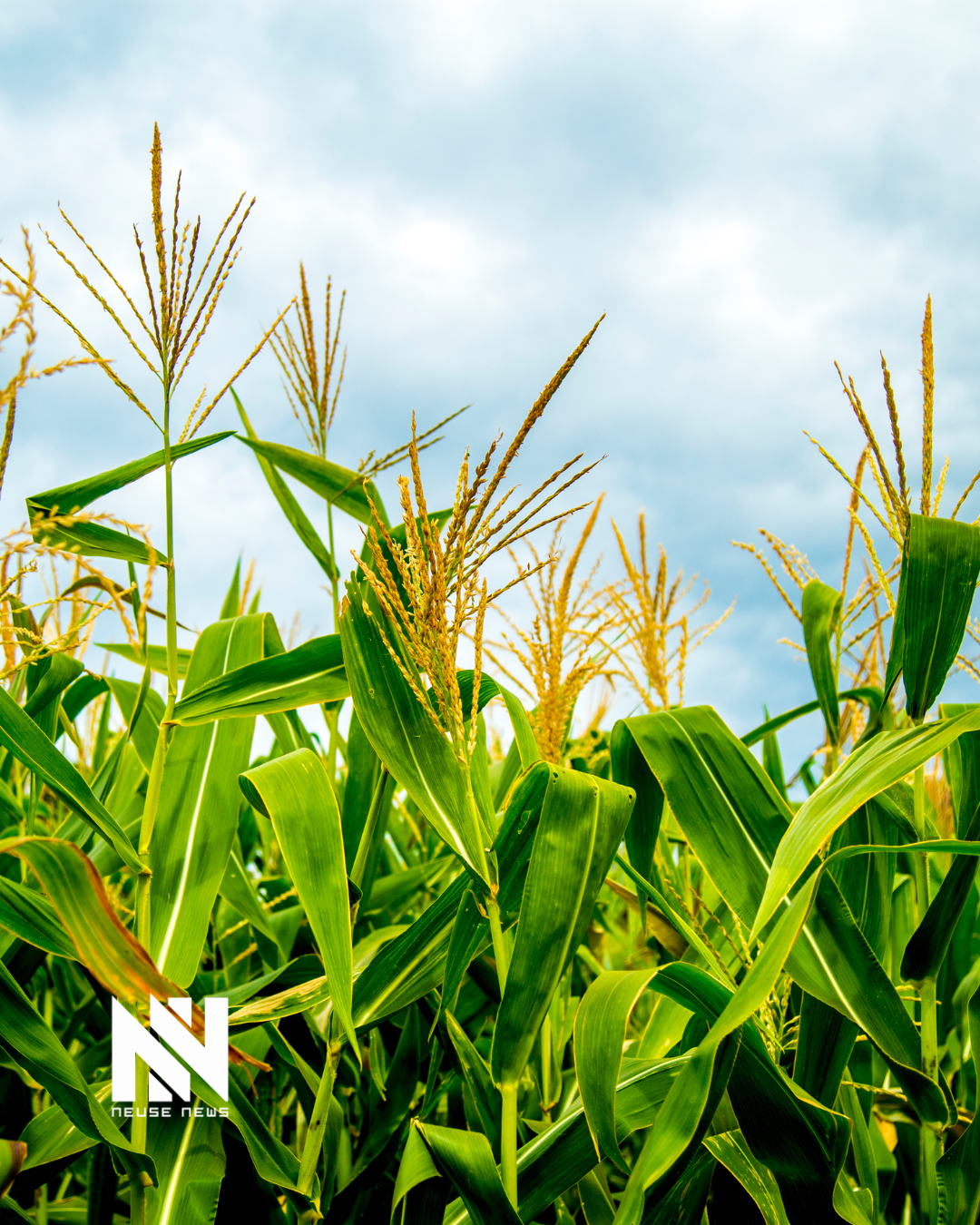 Cooking with Tammy Kelly: It’s a “Corntastic” Day!!