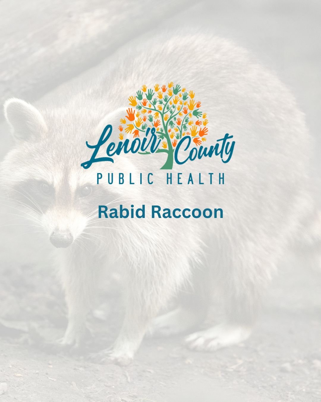 Rabid Raccoon Found in Lenoir County