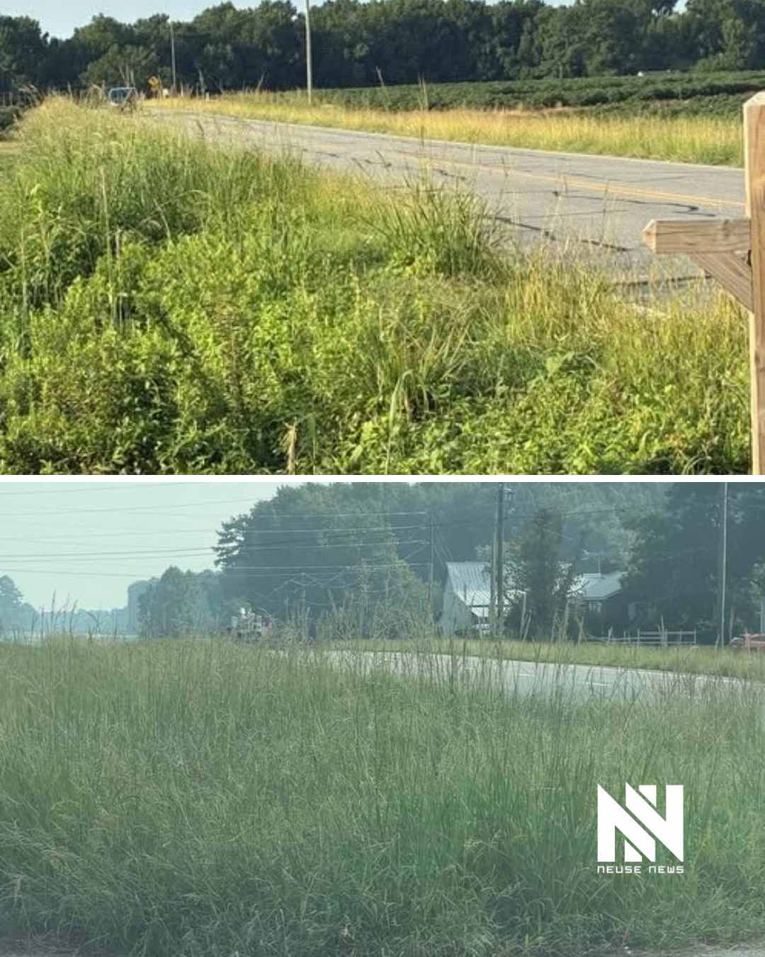 NCDOT explains tall grass along Lenoir County highways, upcoming mowing restrictions