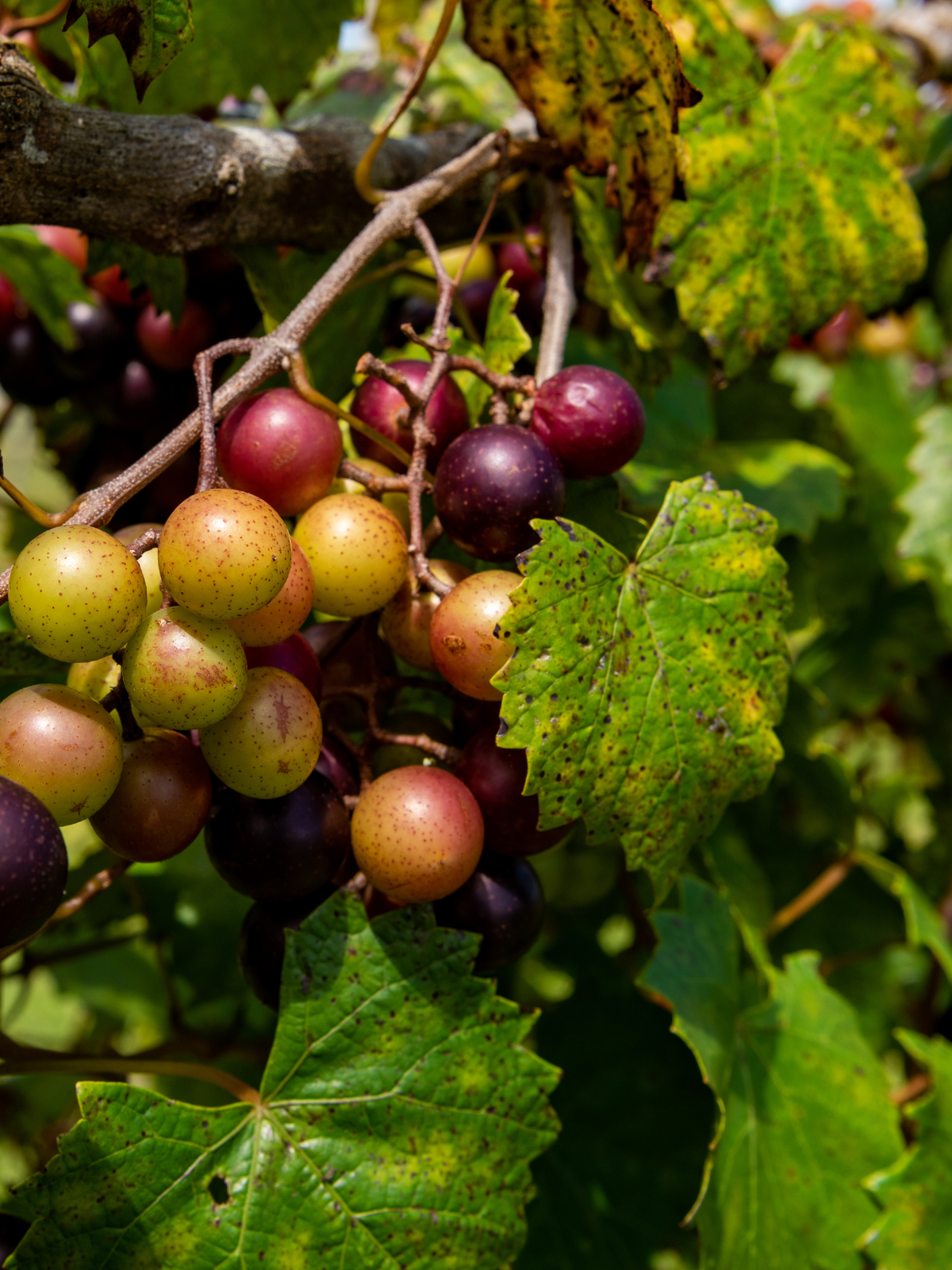 Cooking with Tammy Kelly: Cooking With the Muscadine Grapes
