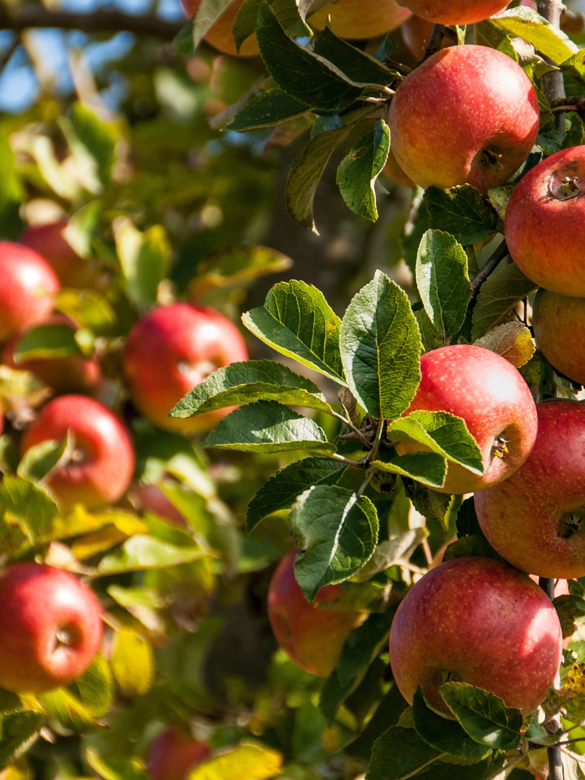 Cooking with Tammy Kelly: Fascinating facts about NC apples