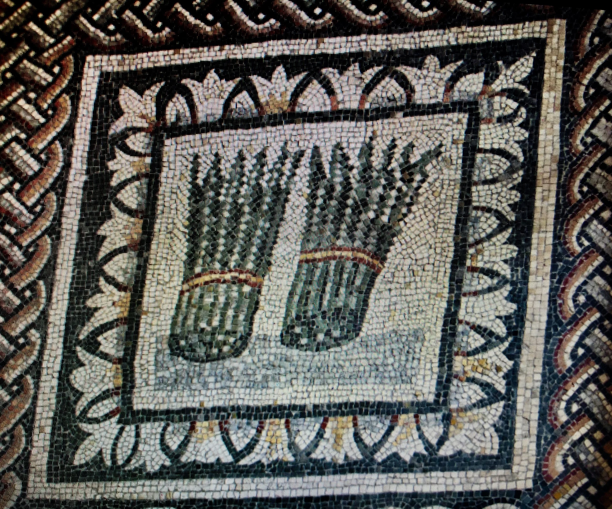 Asparagus, The Regal Debutante