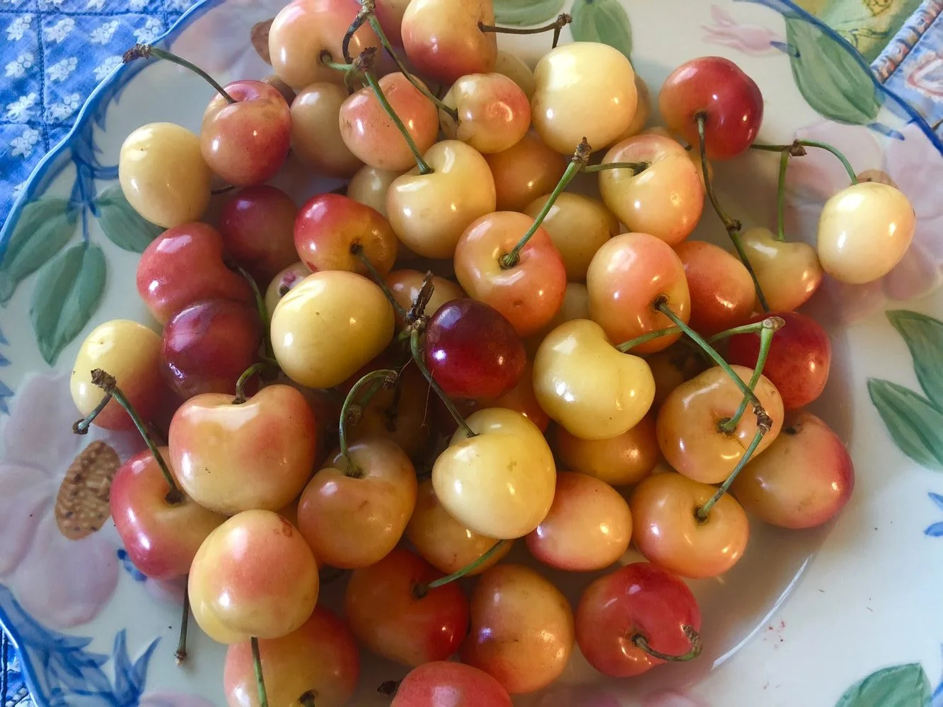 Washington's Favorite Cherry