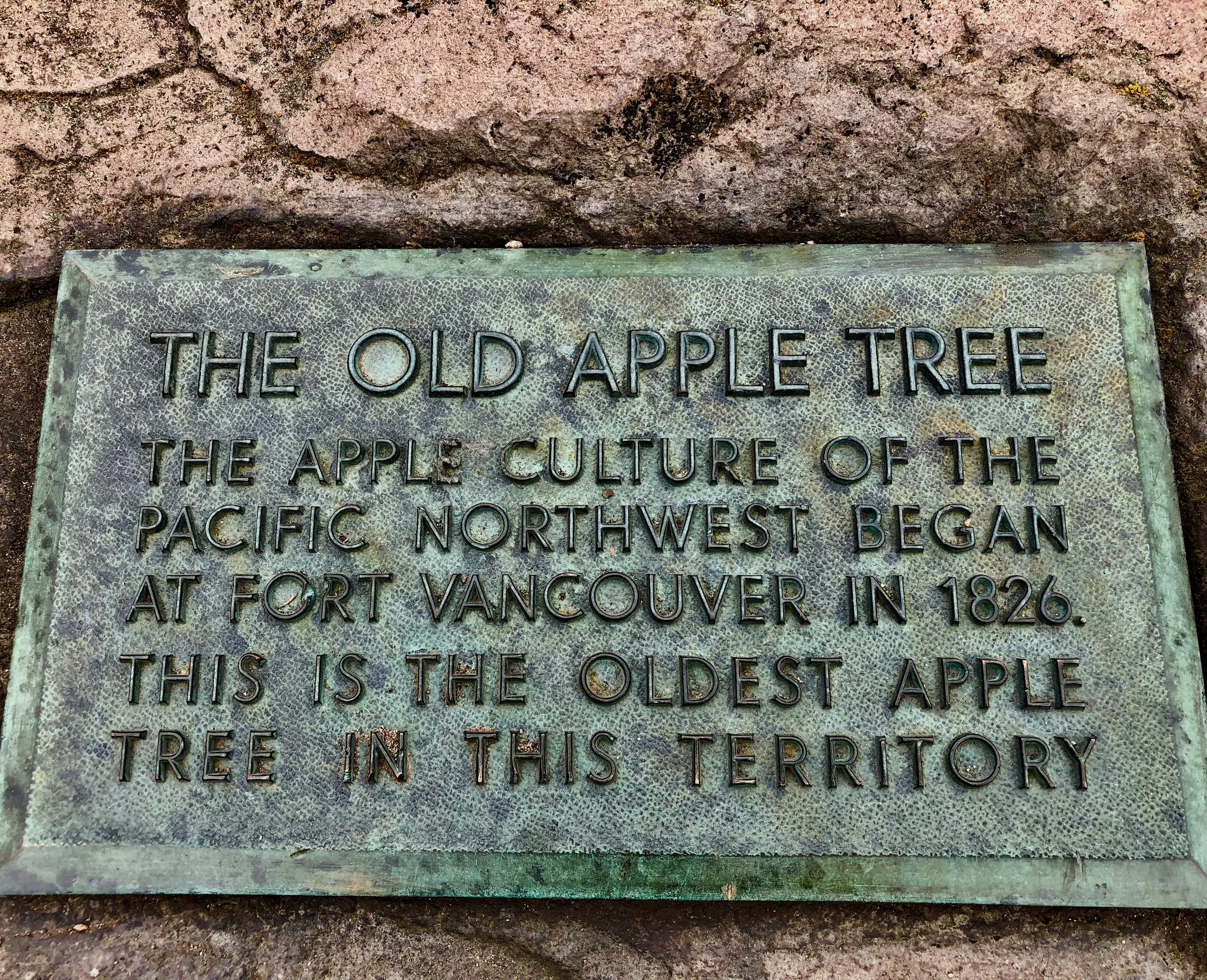 The Oldest Apple Tree In Washington State