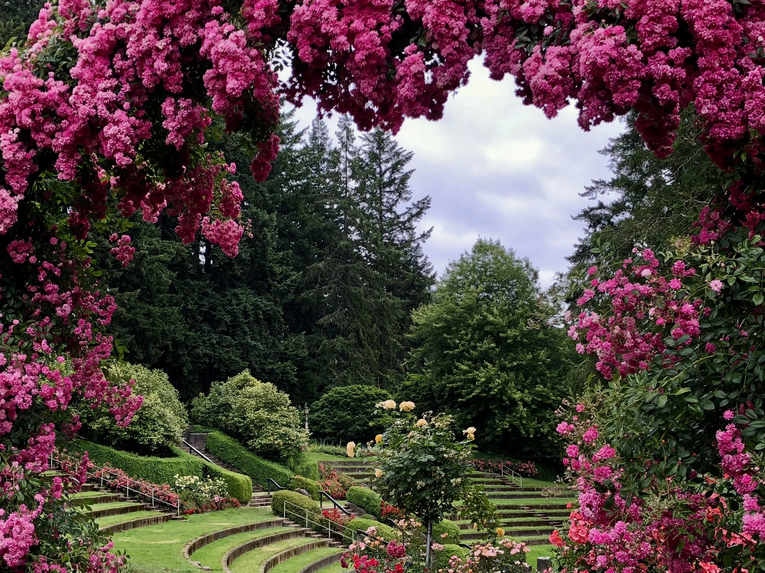 Ten Thousand Roses Bushes