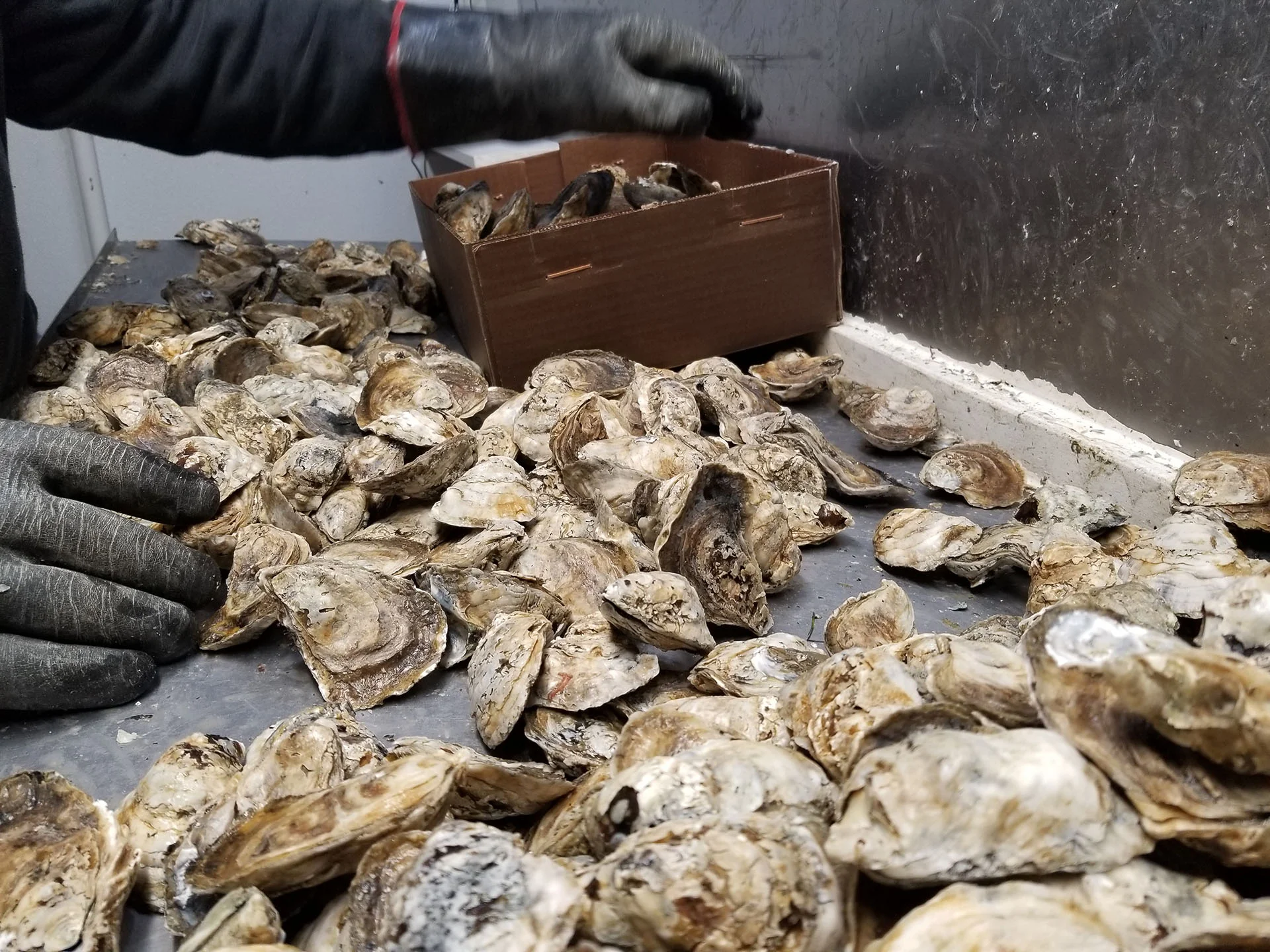 web_fridge_oyster_20181005_123411.jpg