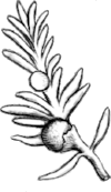 ing_juniper-1.png