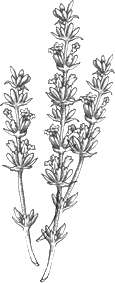 ing_lavender.png