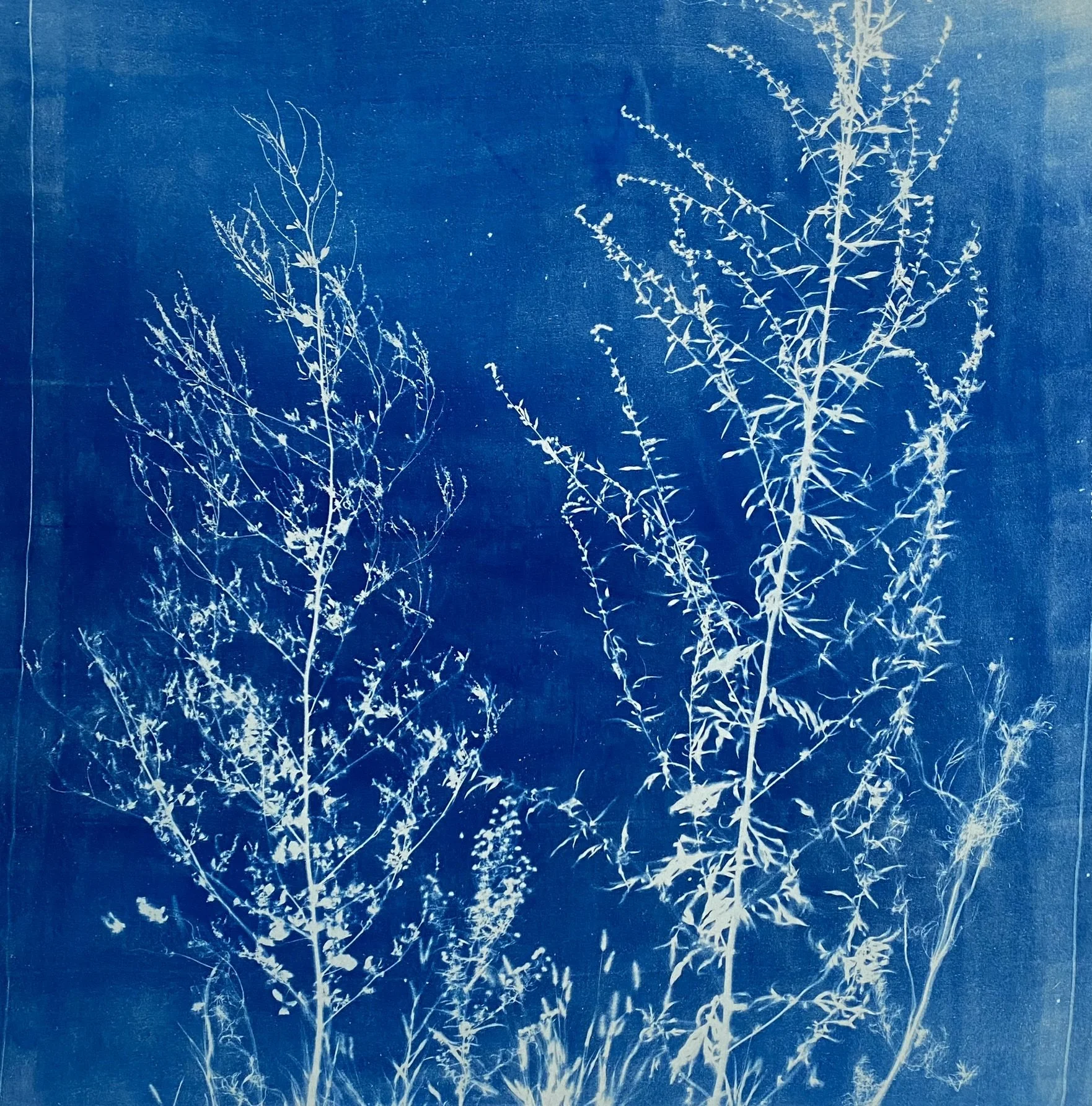 Armoise vulgaire 0107