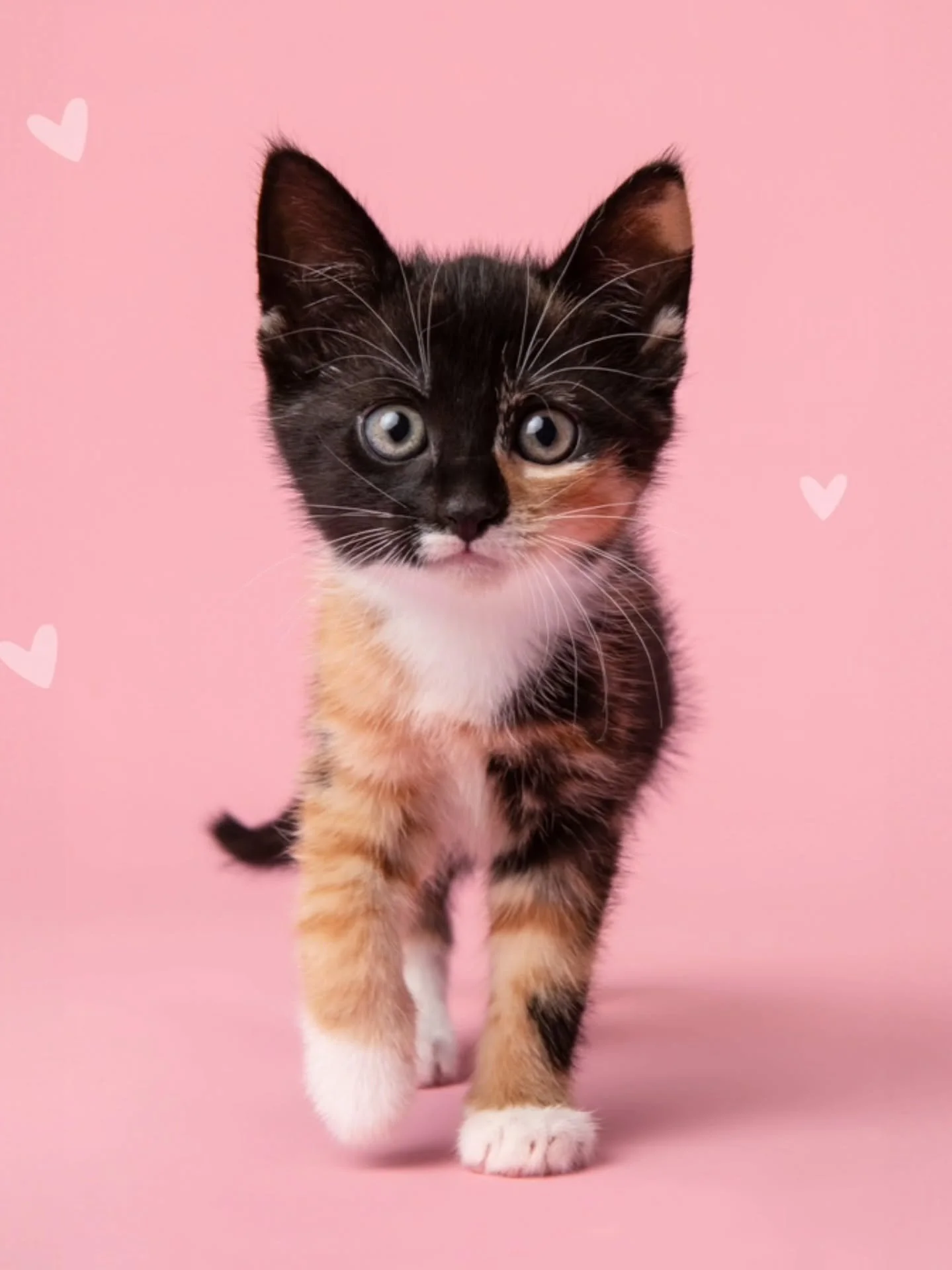 HEY!!

We're working with Spokanimal to help raise donations for their annual kitten shower! 😸 We have a donation box set up here at the Tav for anyone that would like to donate. Spokanimal is looking for: 

Purina One Kitten food
Fancy feast wet ki
