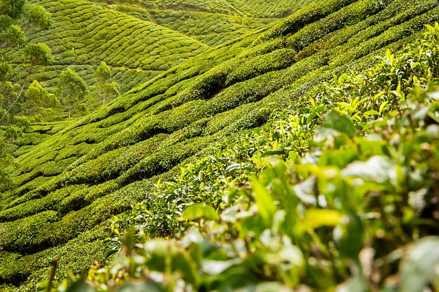 tea-leaves-139617_640.jpg