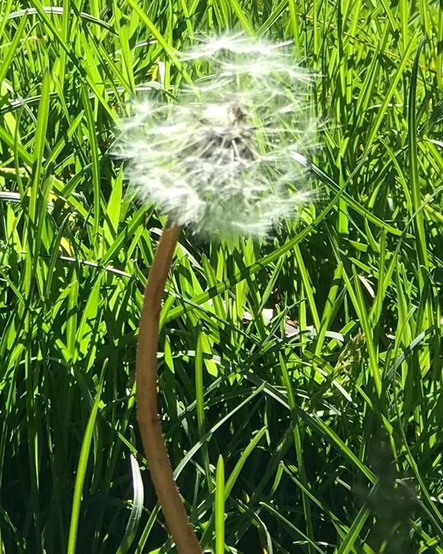 What if our thoughts and intentions were like seeds? What specific fluffy white thoughts would we want to send to the wind in hopes of finding fertile soil? What if we turned our thoughts into seeds. Prayers really.