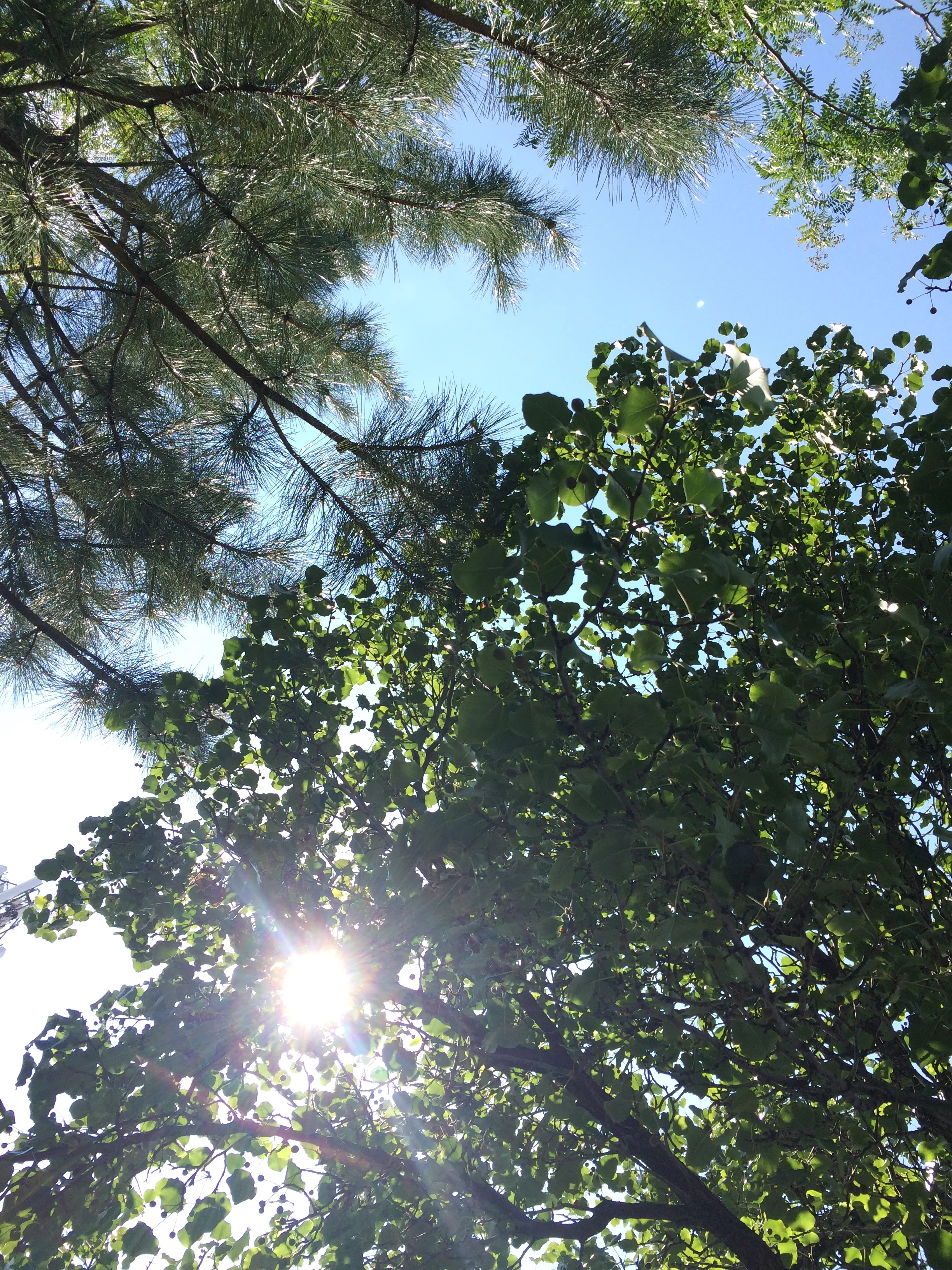 Trees.jpg