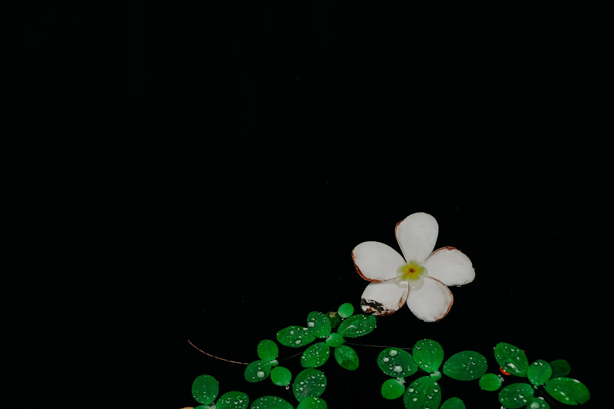 ali-yahya-453922-unsplash.jpg