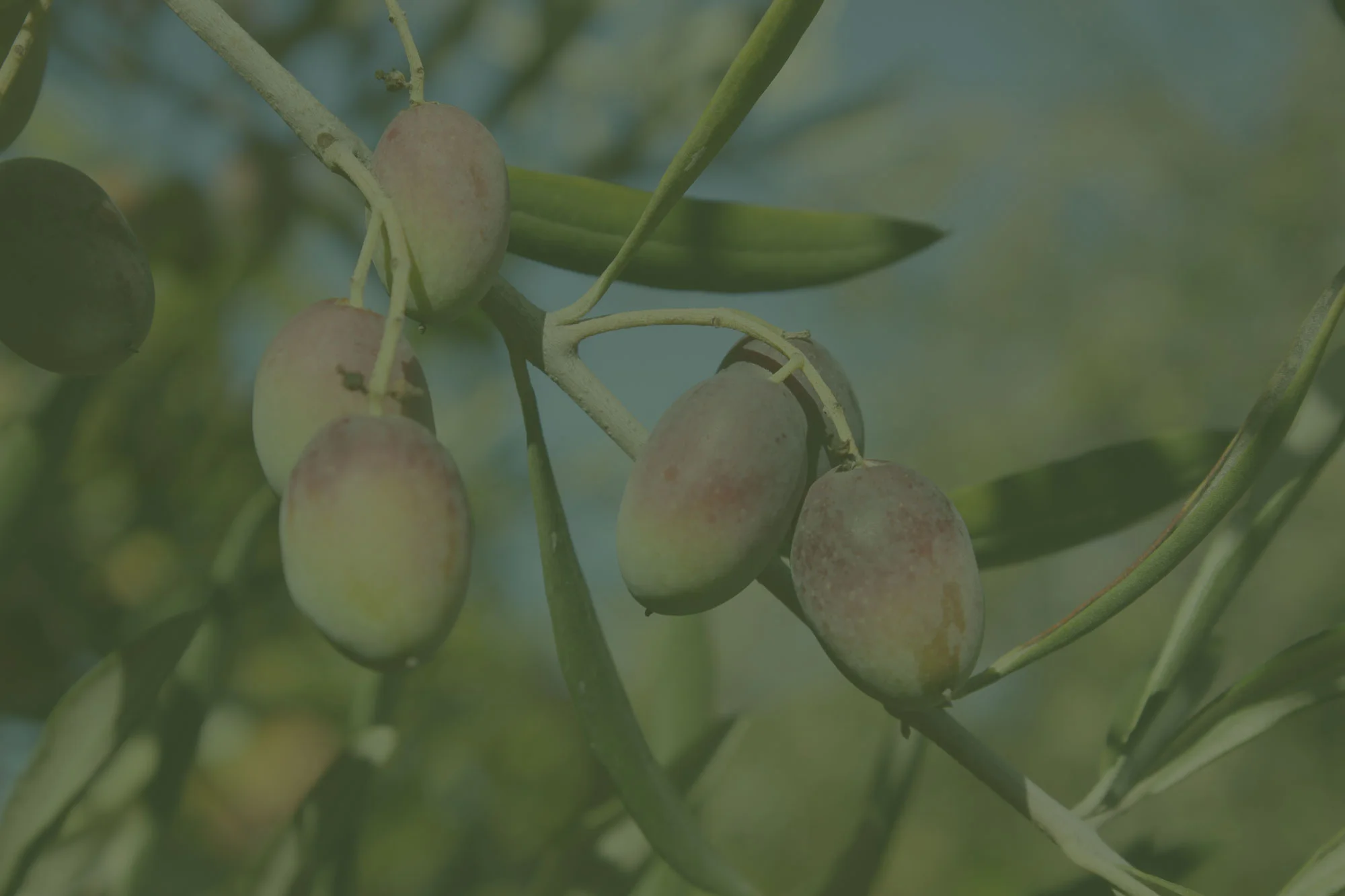 olives-california.jpg