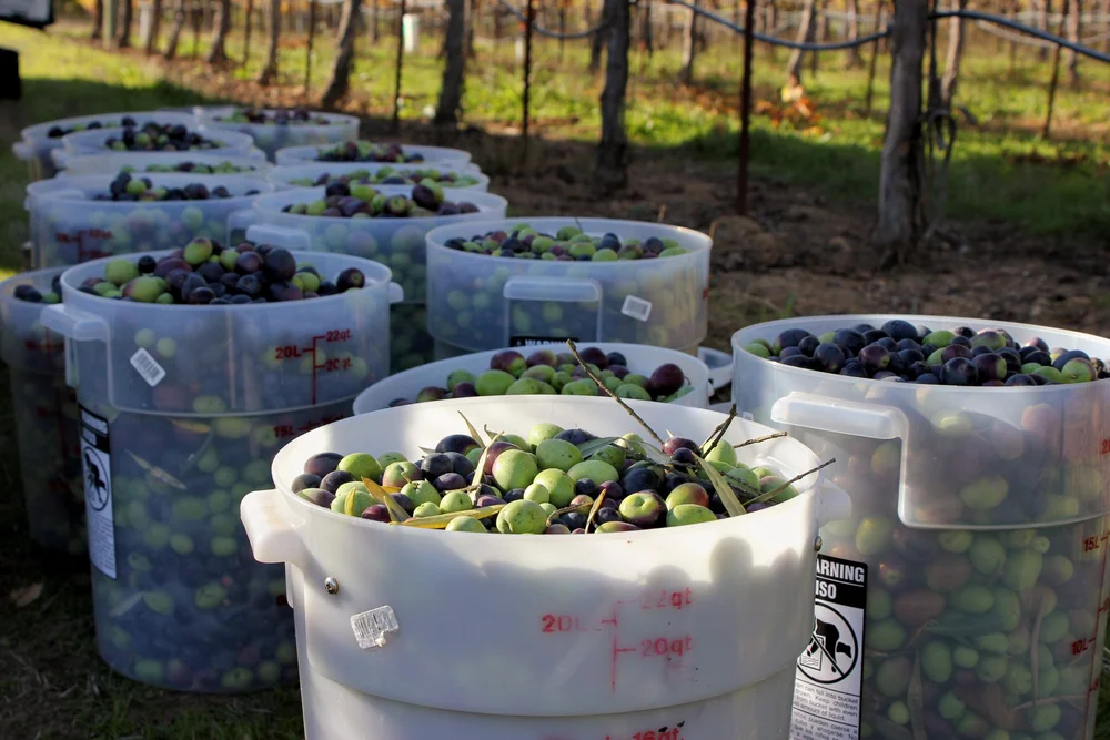 How To Make Olives Edible Don S Olives All About The Olive