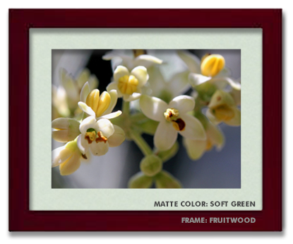 5x7-framed-fruitwood-soft-green.png