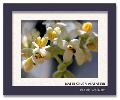 8x10-framed-walnut-alabaster.png