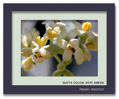 8x10-framed-walnut-soft-green.png
