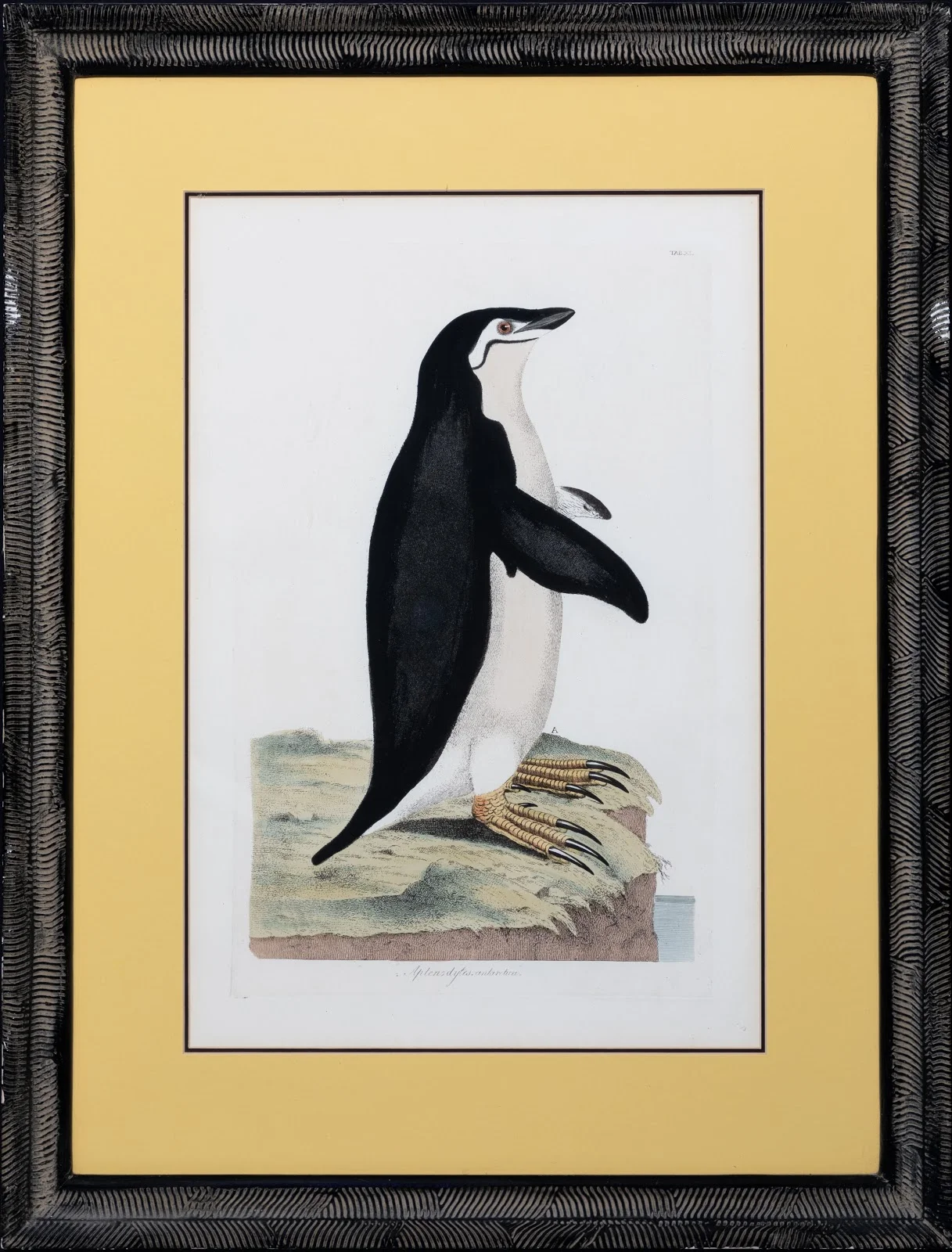 Chinstrap Penguin