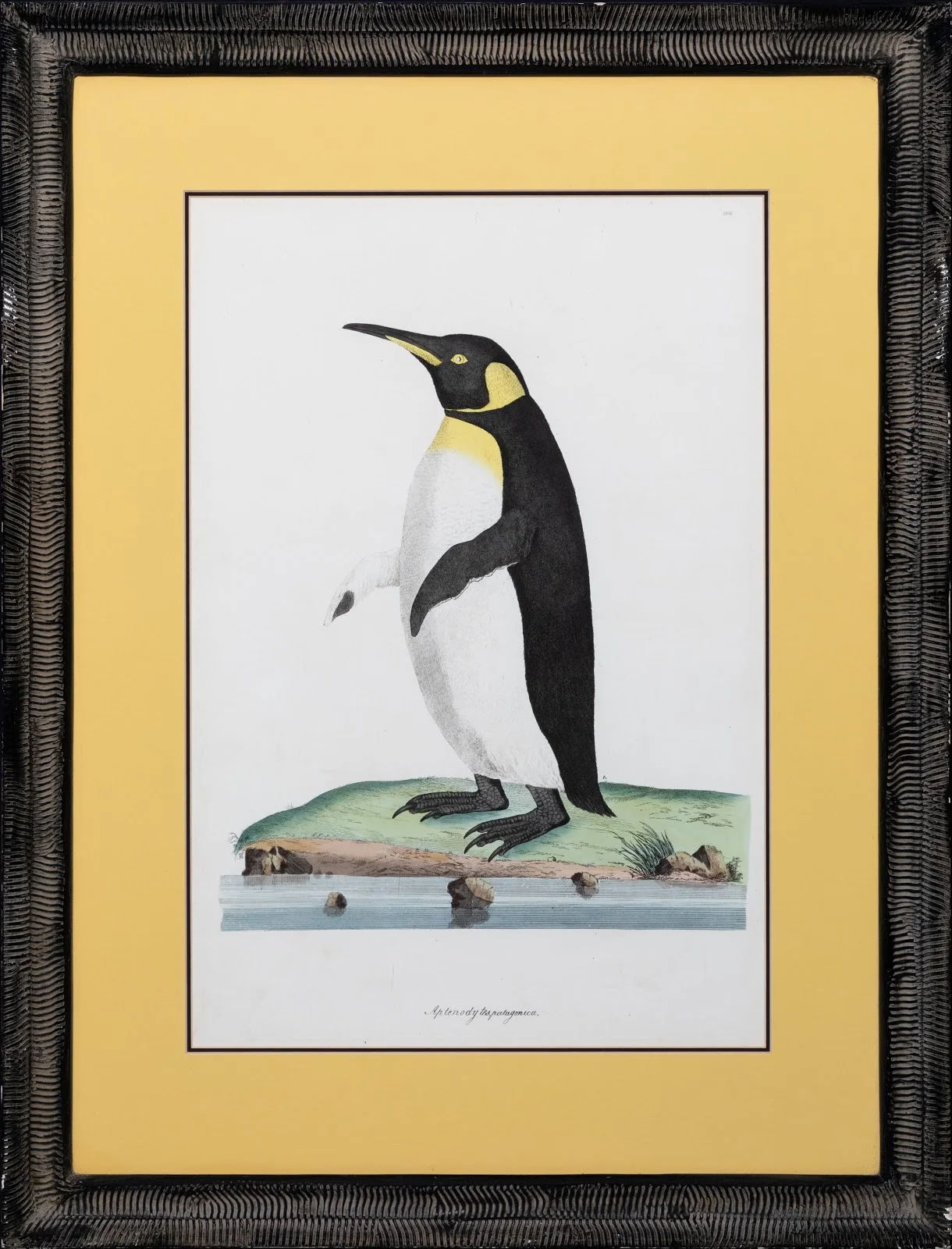 Emperor Penguin