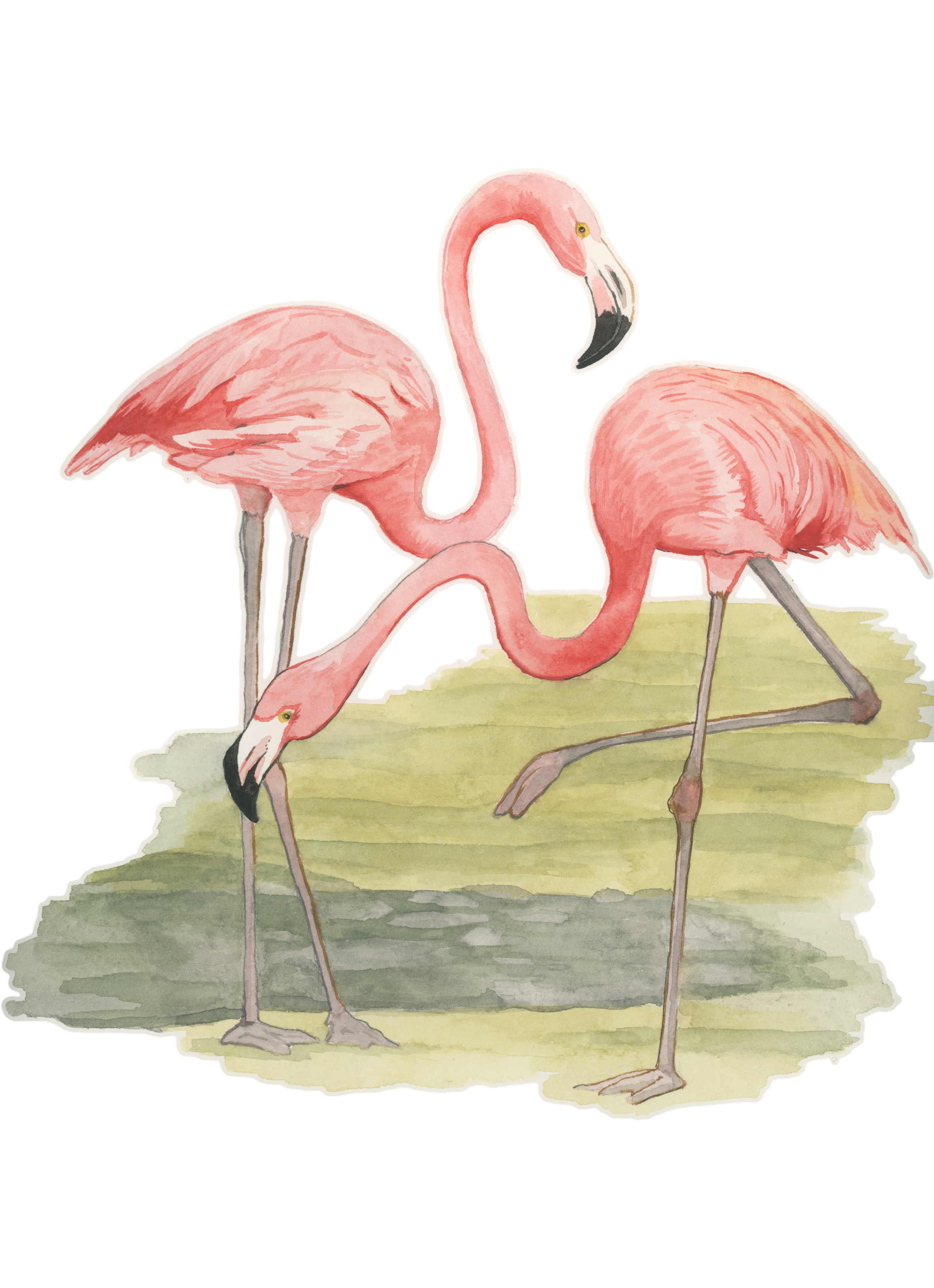 flamingo_watercolor.png