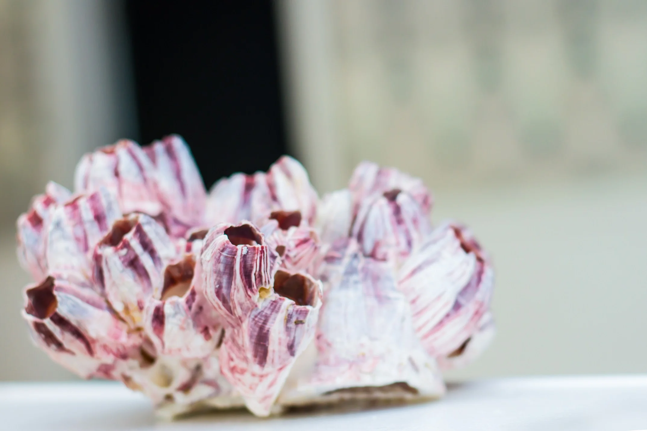 Seashell
