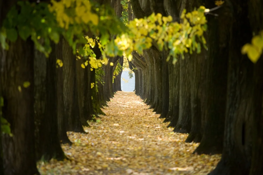 beaten-path.jpg
