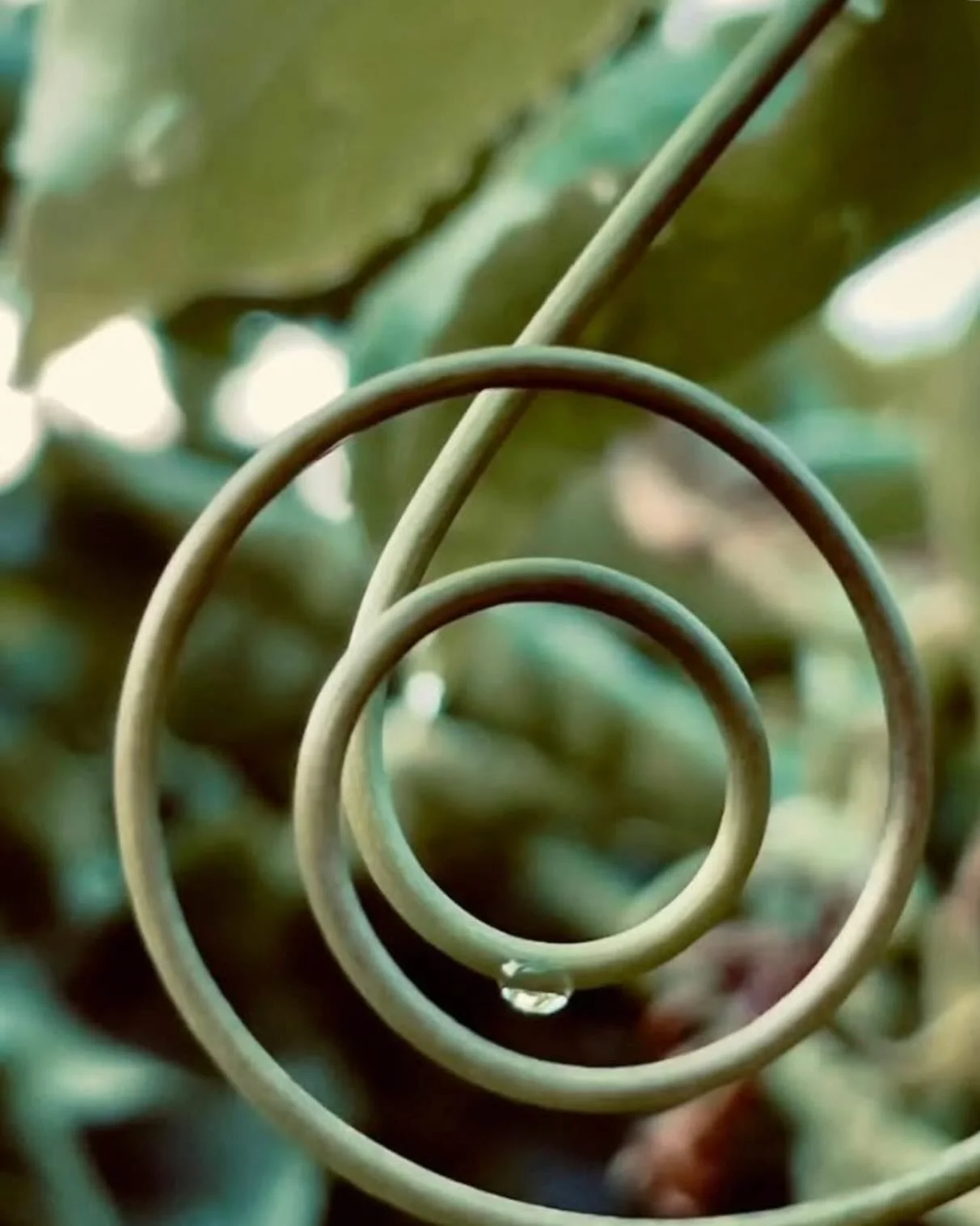 .
MEASLES. Exanthema disease.
https://www.shellygarrisoncch.com/blog-1/2026/2/16/measles
.
.
.