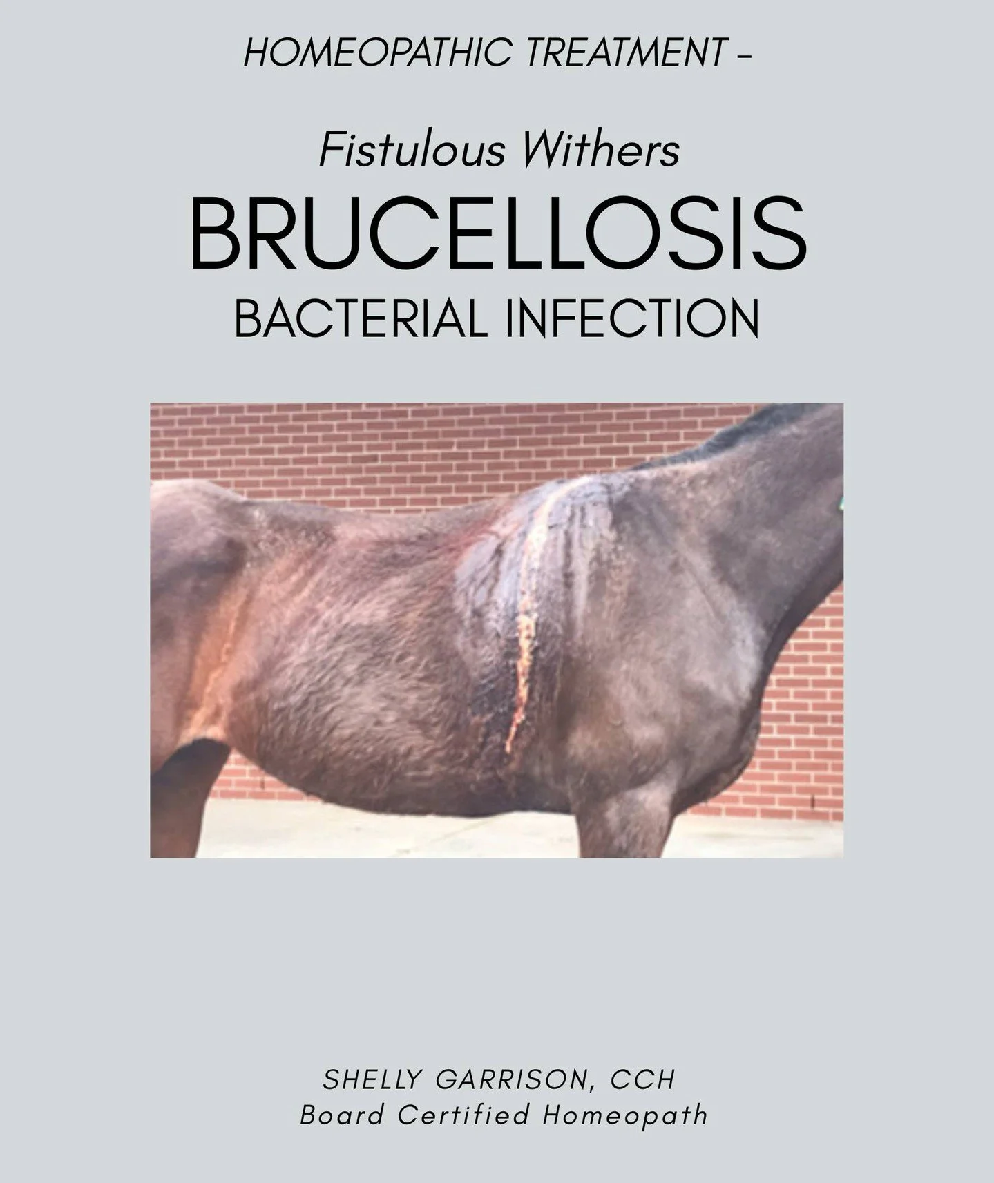 Brucella abortus - is the bacteria most often associated with the brucellosis bacterial infection associated with Fistulous Withers.
.
Fistulous withers is a severe, painful inflammatory infection of the supraspinous bursa in the animals withers (hor