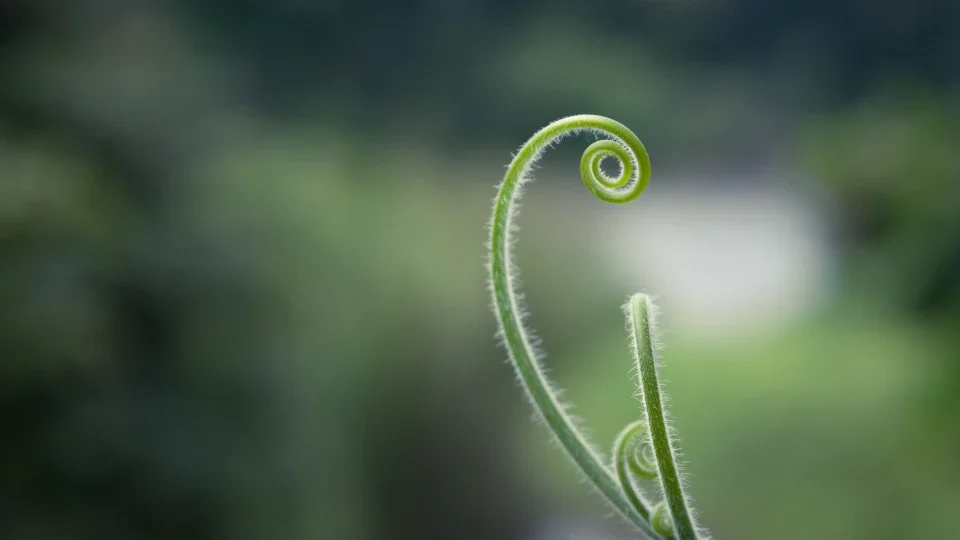 What to Do When You Get Sick: Homeopathy, Immune Response, and Building Long-Term Resilience