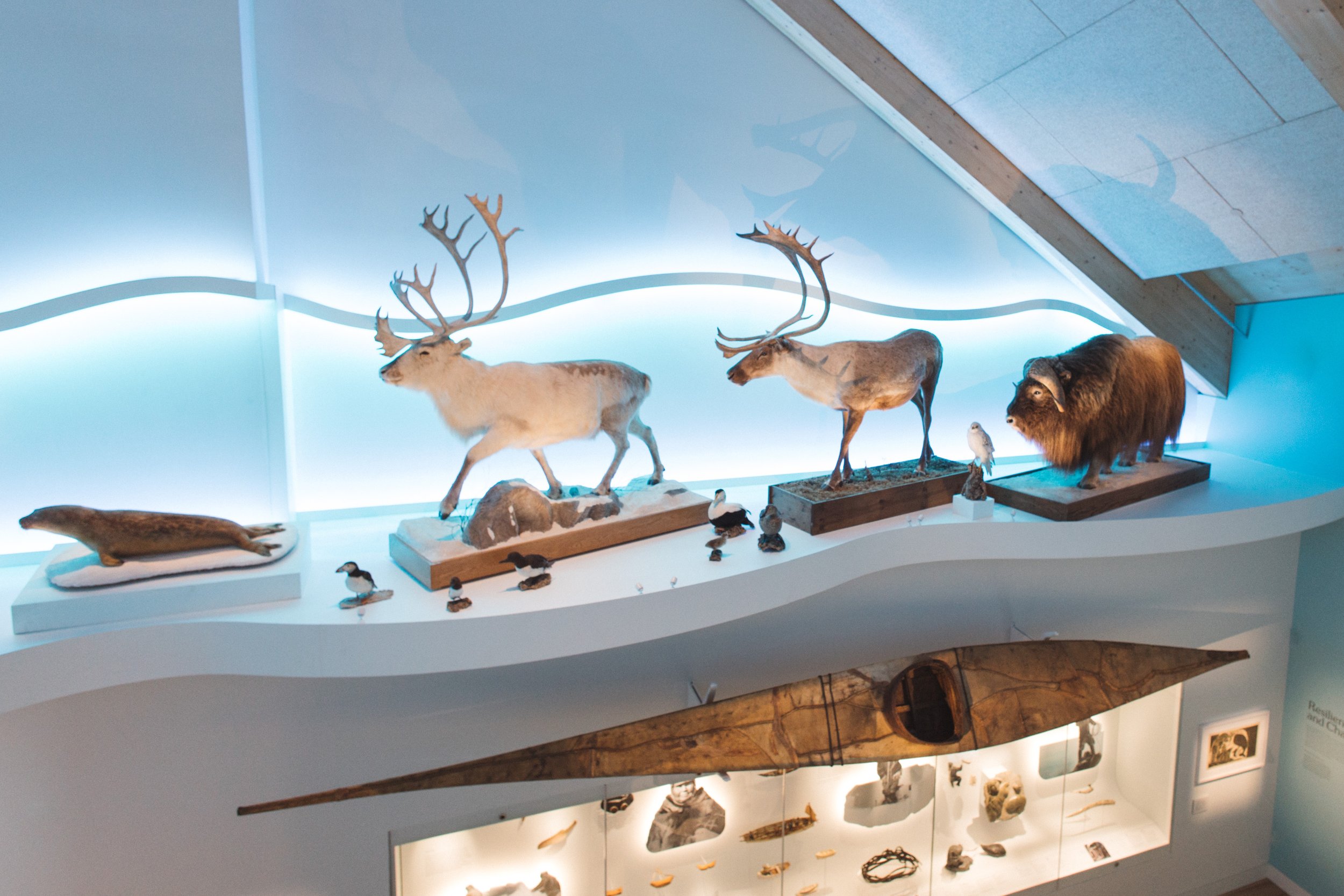 Peary-MacMillan Arctic Museum 6:14:23 4N1A8381.jpg
