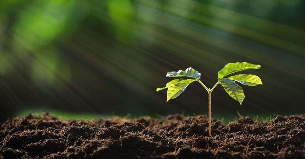 PlantingSeedBlogPost.jpg