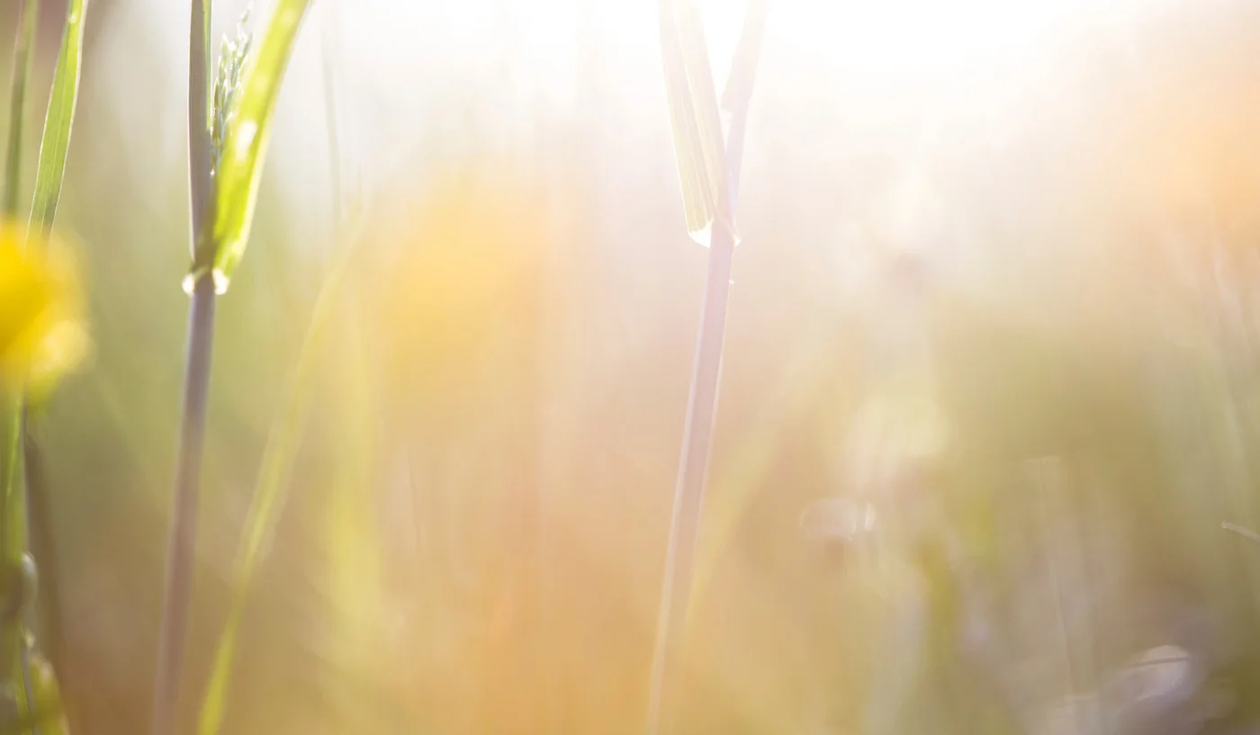 ThankYouImageHeader.jpg