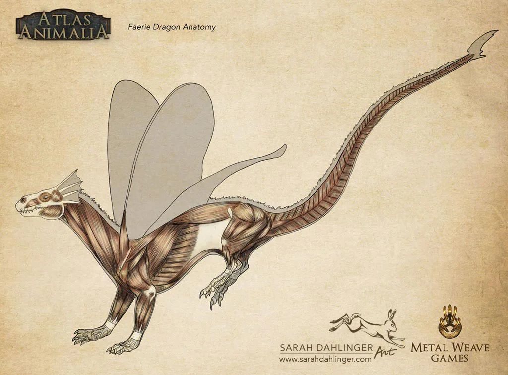 SarahDahlinger_Anatomy_FaerieDragon.jpg